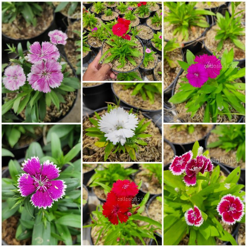Tanaman Hidup Bunga Hias Dianthus / Anyelir (Berbunga) - Tanaman Hias Bunga Dianthus - Bibit Tanaman