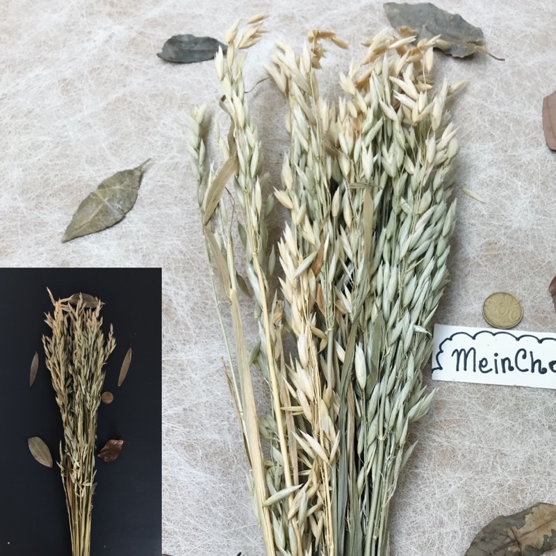 (25-30 tangkai) GROSIR Bunga Kering AVENA SATIVA Flower Gandum Oat Barley Aesthetic Dekor Rustik(B)