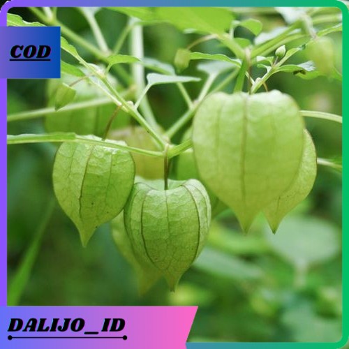 

BEST SELLER - Paket 200gram buah cimplukan/cecendet obat herbal