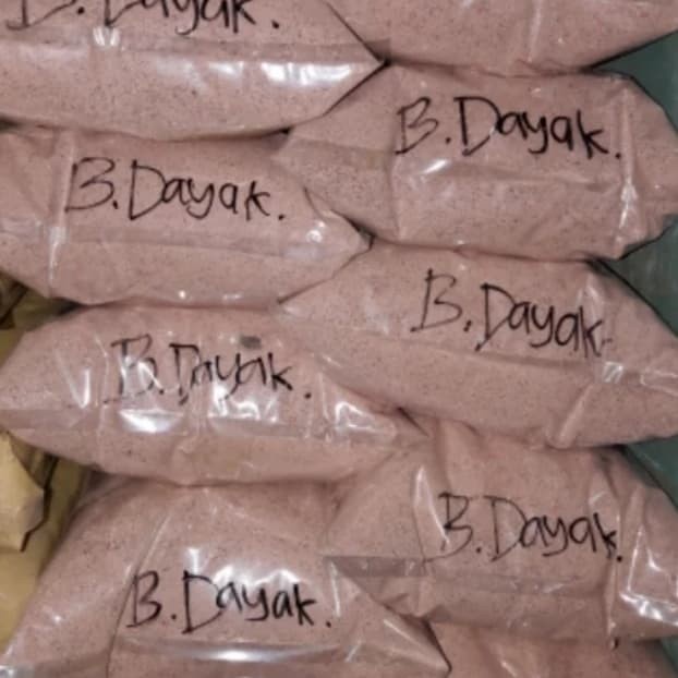 

Bawang Dayak Bubuk / Obat Herbal Kanker Rahim (1kg)