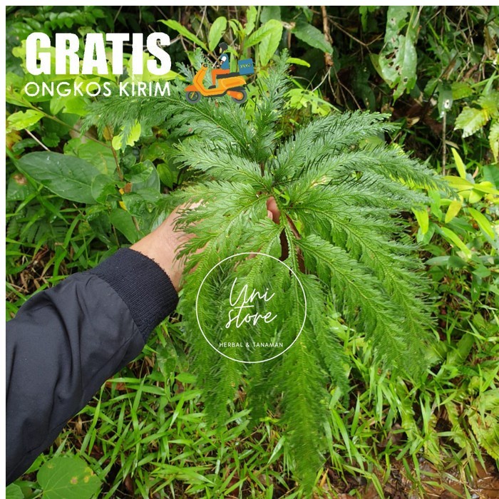 Pakis rane - pakis hutan langka - unik mirip ekor merak