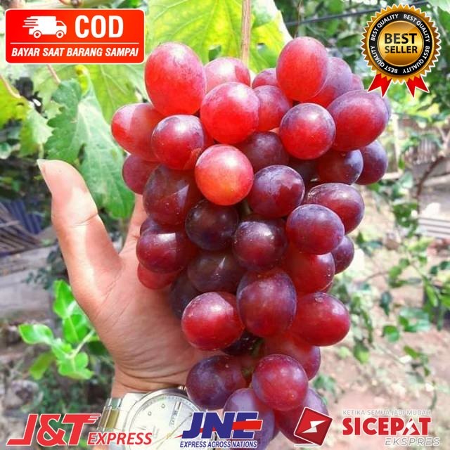 BIBIT ANGGUR IMPORT NINEL (asli grafting) (bibit anggur stek/grafting)