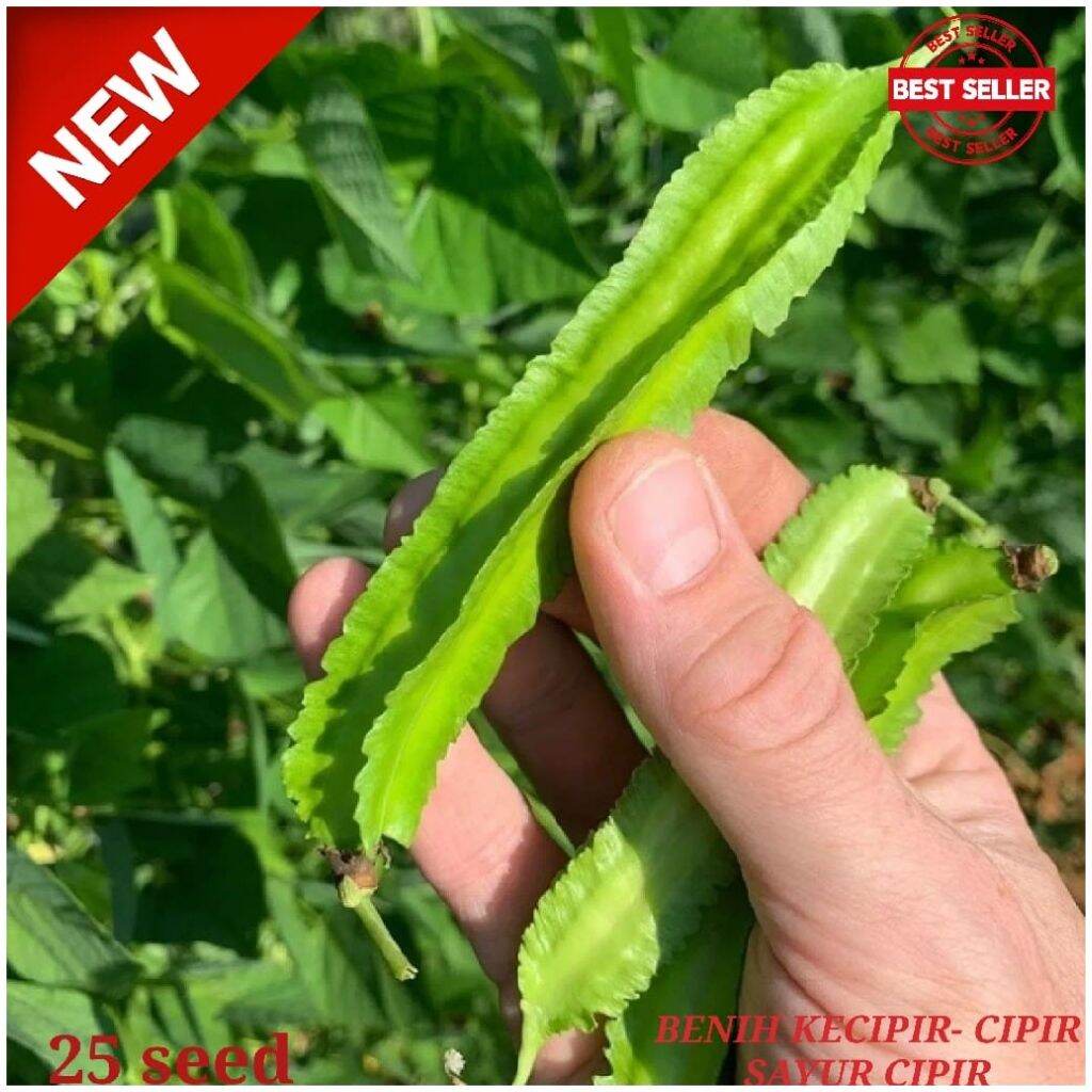 Bibit Benih Cipir Kecipir -sayur kecipir Hijau 25 seed