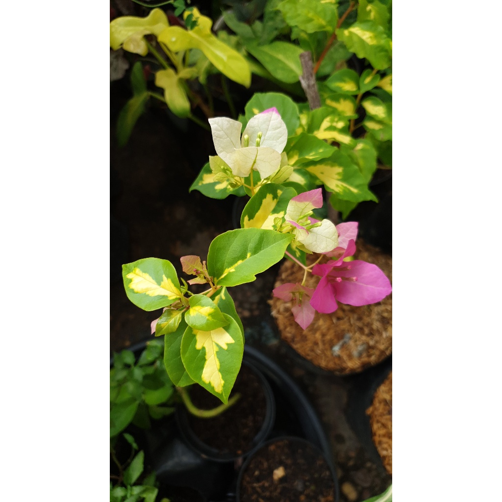 Bougenville Varigata