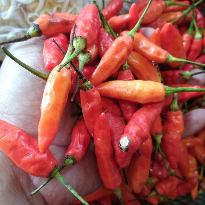 

Cabe Rawit Merah / Mengkreng