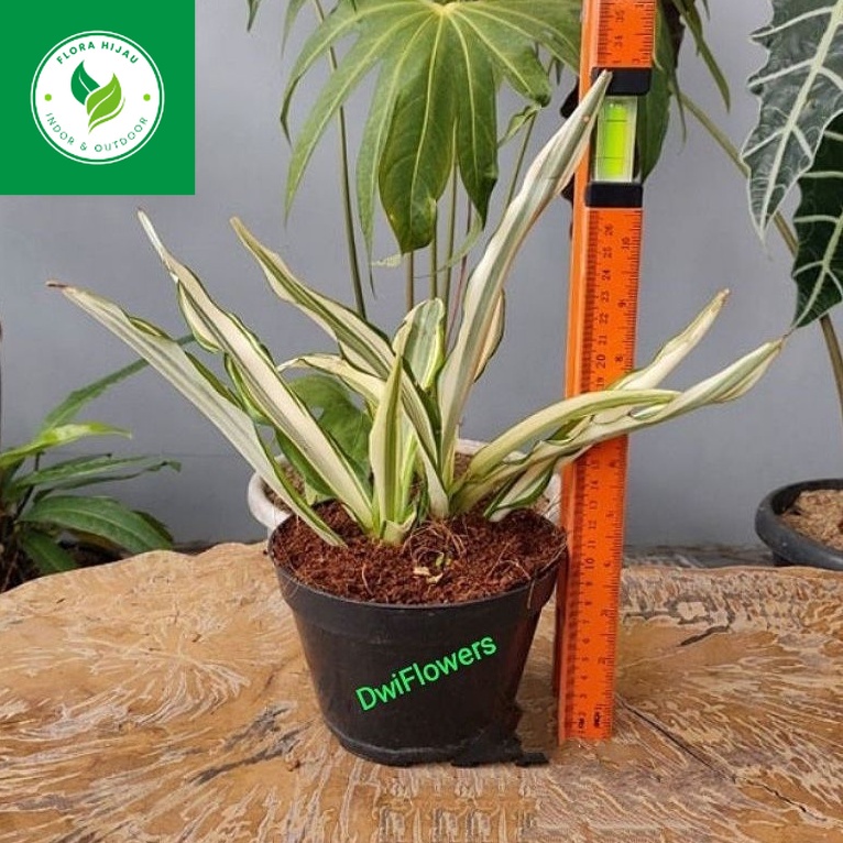 ~ ( BISA COD ) Tanaman Hias Agave Kuning & Hijau / Tanaman Hidup Sansivera Siklok / Bunga Agave