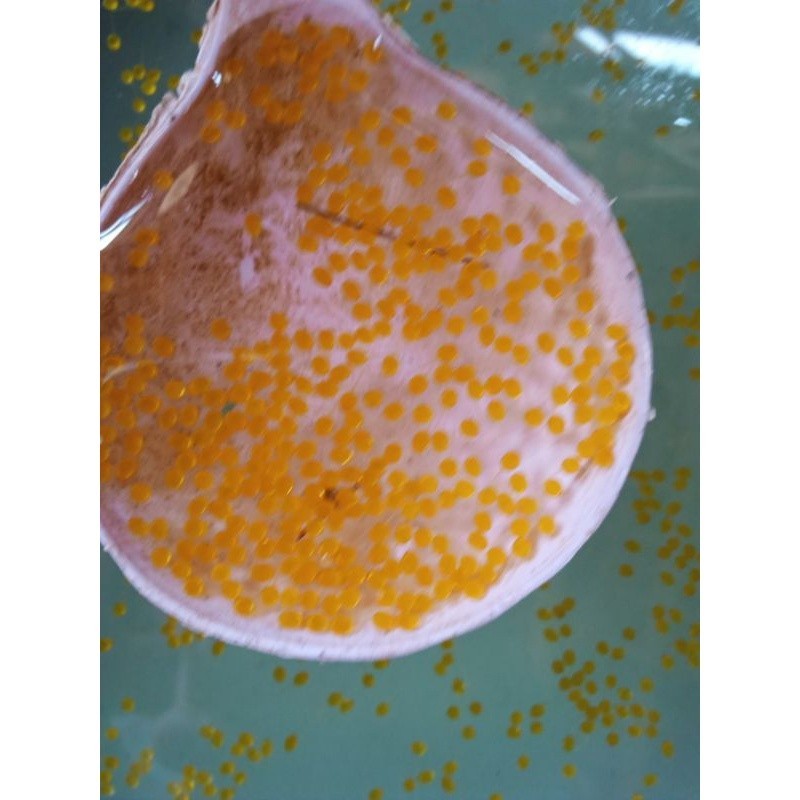 

promo telur germe Padang pket hemat isi 250