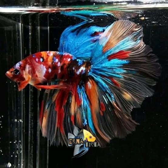 pemanis aquascape Male Halfmoon Multicolour Hm Nemo/Hm Multi/hm warna