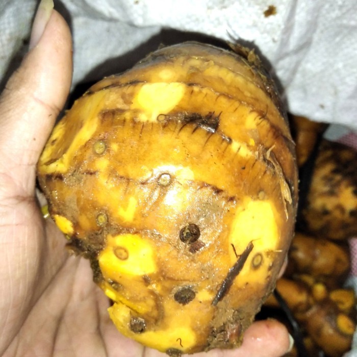 

Promo temulawak segar 1kg herbal