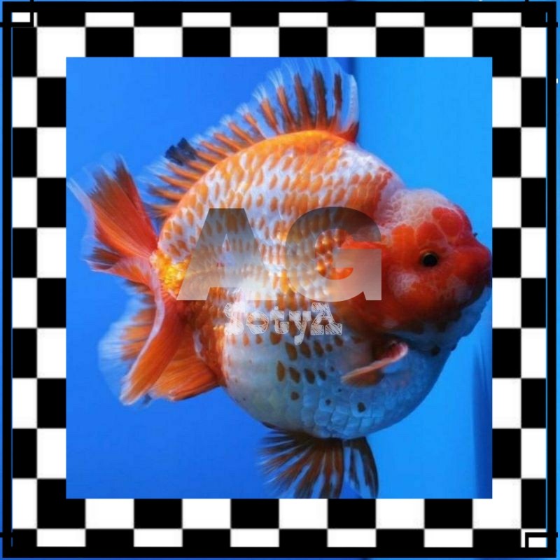 ISI AQUARIUM Koki Oranda Short Tail