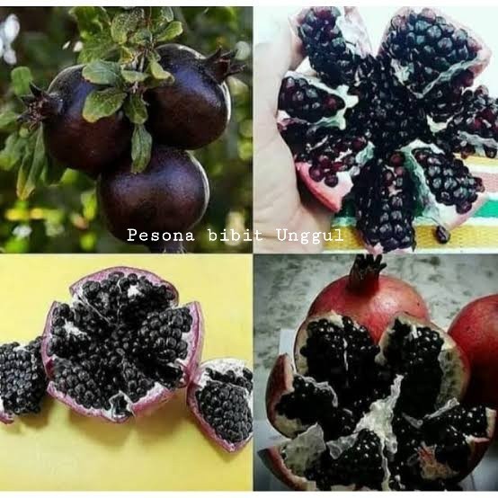 Bibit Delima Hitam Asli Cepat Berbuah Hasil Cangkok