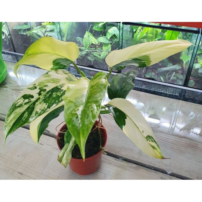 Tanaman Philodendron Domesticum Varigata