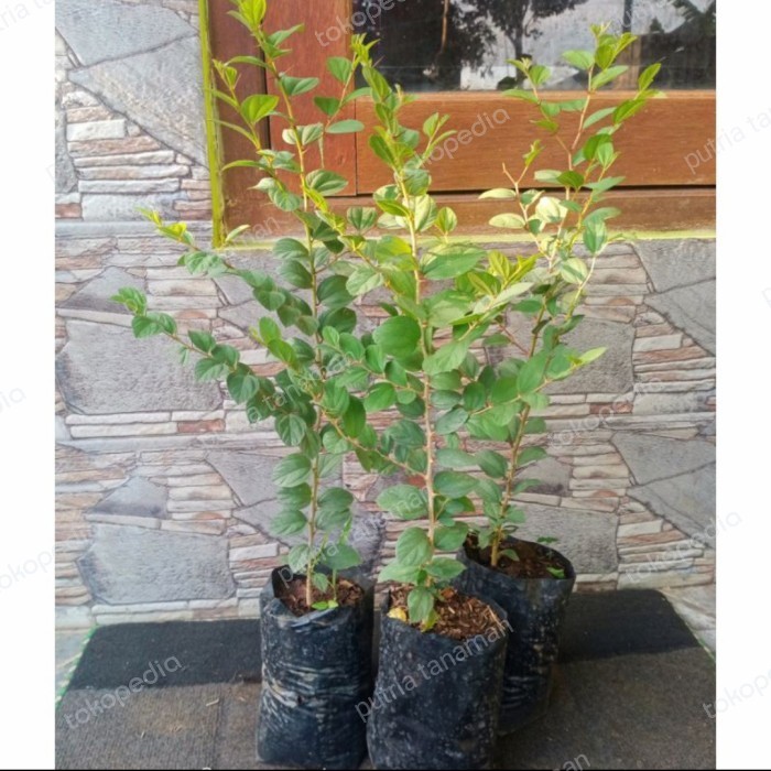 bibit pohon bidara arab asli termurah