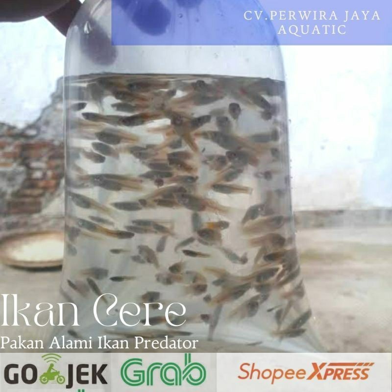 Ikan Cere Pakan Ikan Predator