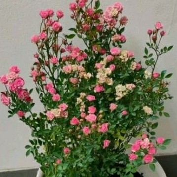 Tanaman Hias Hidup Indukan Baby Rose Plant Besar Bunga Mawar Mini Kondisi Indukan