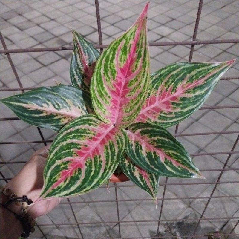 aglonema pink beauty