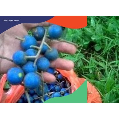 TERLARIS COD  Tanaman Bibit Genetri/jenetri/jenitri Okulasi Unggul siap Berbuah