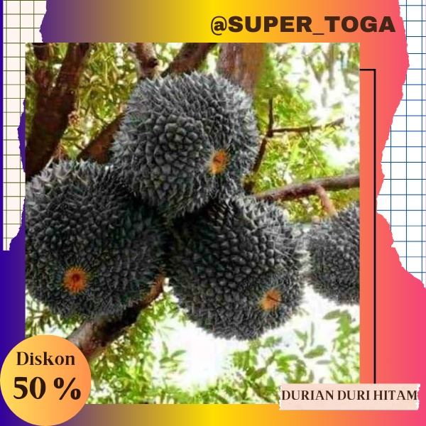 Bibit Durian Ochee Duri Hitam okulasi bibi durian duri hitam
