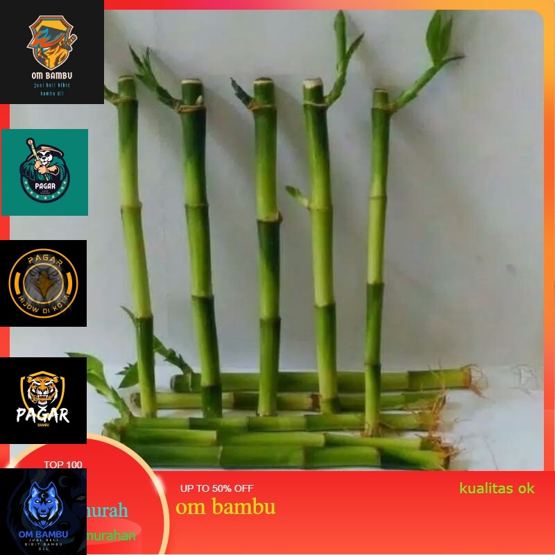 Bambu Hoki Tanaman Hias, Bambu Hoki Sri Rejeki, Bambu Hoki Hias, Bambu Hoki Guci, Bambu Hoki Pot pro