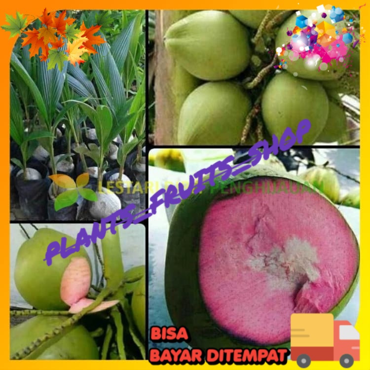 Bibit kelapa wulung genjah