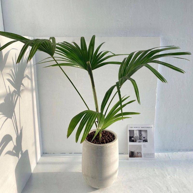 ( TERMURAH) Tanaman hias Palem Bintang kipas Bisa indoor outdoor- tanaman hias hidup palem bintang- 