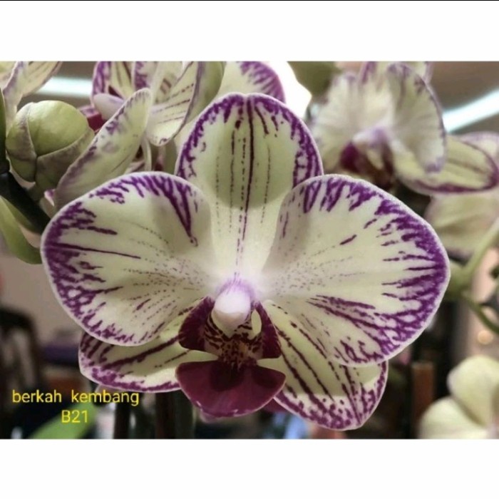 Seedling Anggrek Bulan Hybird Usia 5-6 Bulan