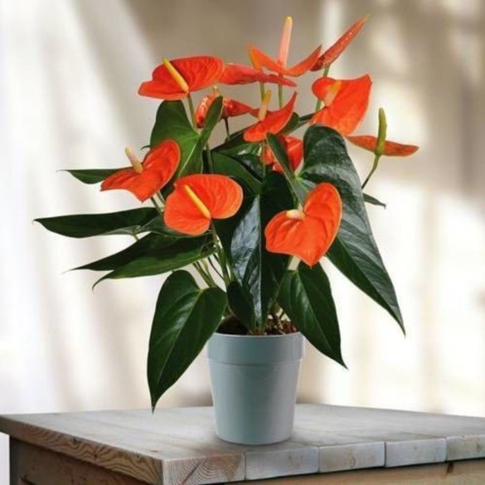 PROMO MURAH// Tanaman hias Anthurium Mickey mouse bunga orange kecil /