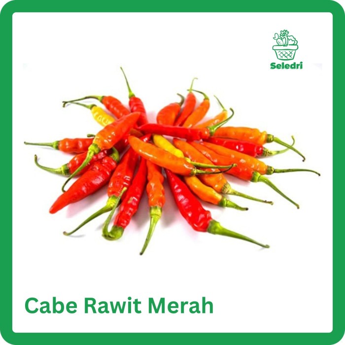 

Cabe Rawit Merah Cabai Domba Cabe Jablay