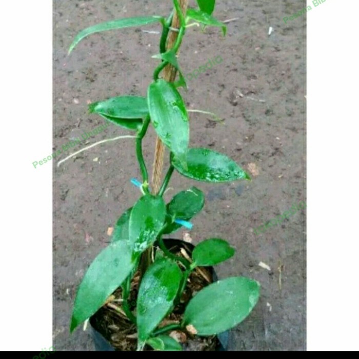 Bibit Vanili Super unggul