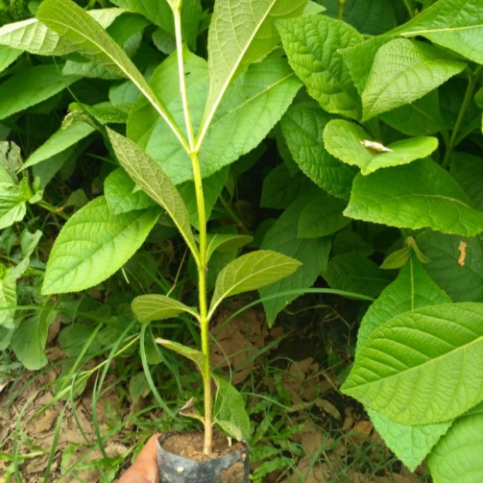 BIBIT POHON JATI EMAS SUPERUNGGUL