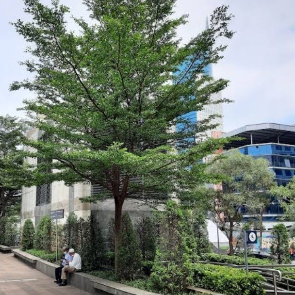 Pohon ketapang kencana  1 meter