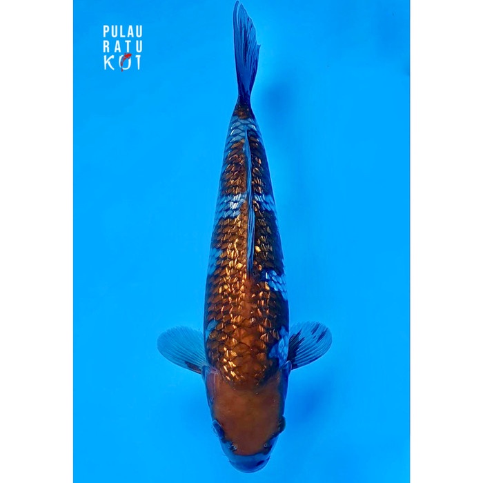 Ochiba ginrin 50 bu female kanno farm koi import sertifikat breeder