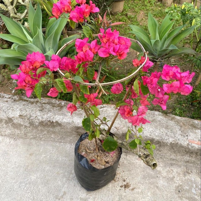Tanaman Hias Bunga Bougenville - Bunga Pink Sudah Berbunga