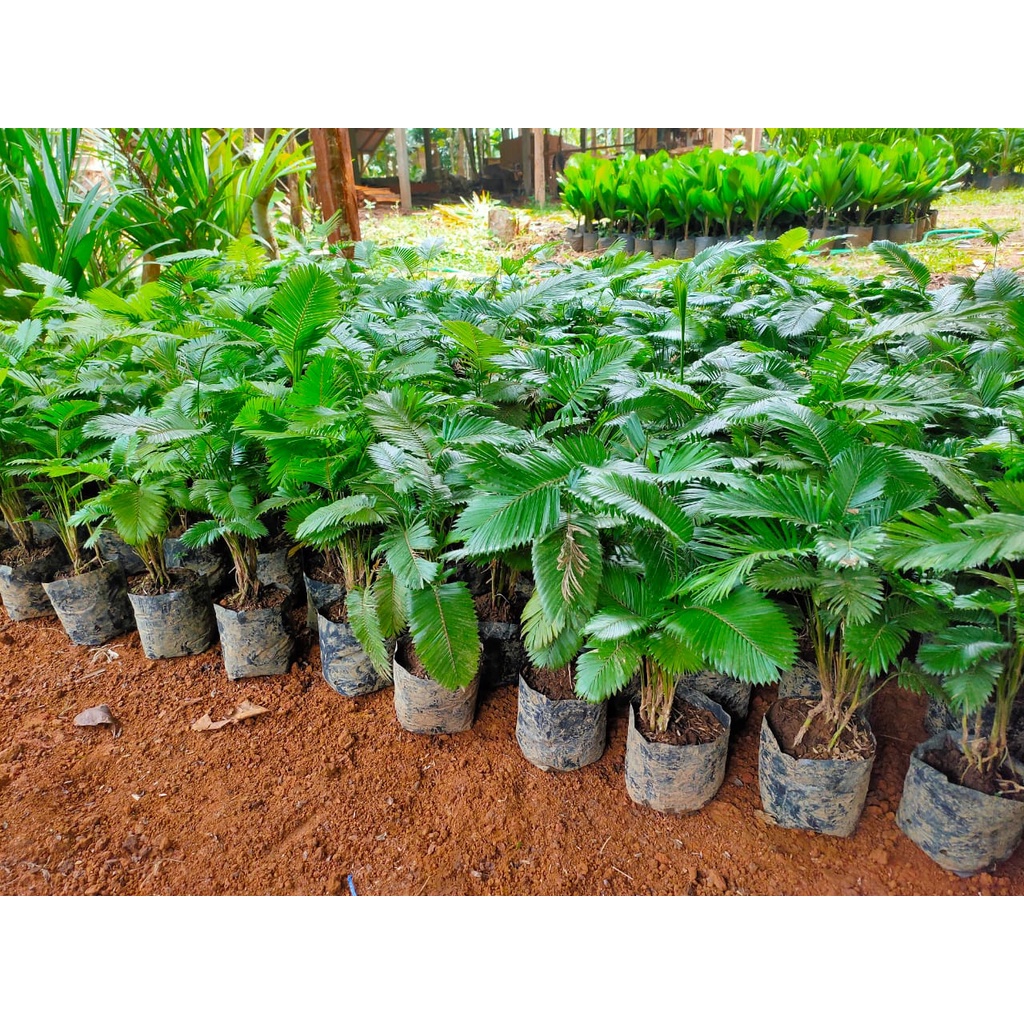 Tanaman Hias Pohon Palem Paris Mini