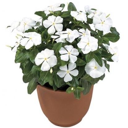 Tanaman Hias Bunga Tapak Dara Putih - bibit tanaman tapak dara