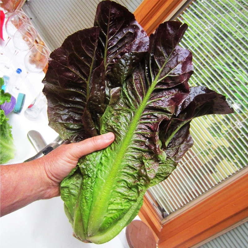 60 Benih Bibit Selada Selada Merah Romaine Ballon