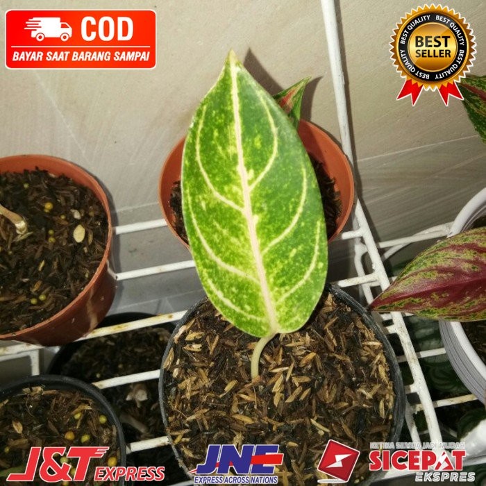 bibit anakan aglonema moonlight