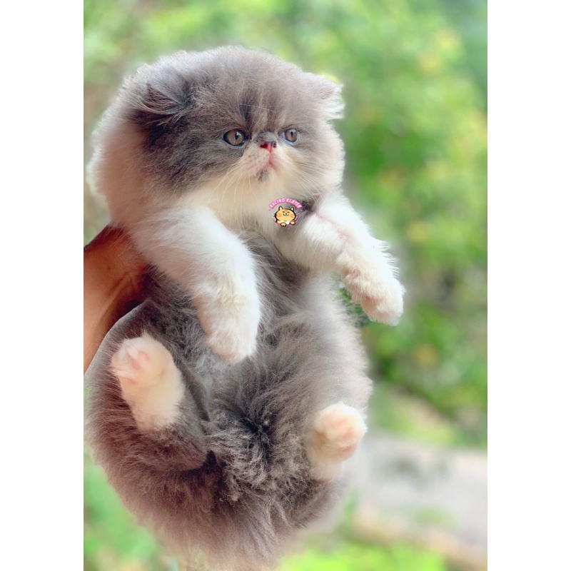 KUCING PEAKNOSE JANTAN ABU SUPER