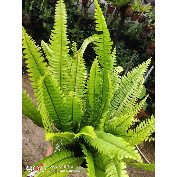 Tanaman Hias Pakis Boston Sipa Tanam Asli Hutan Murah cod r,,