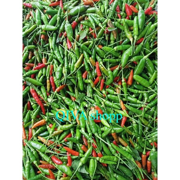 

cengek kampung/cabay kecil, bumbu masakkan dari kebun indah