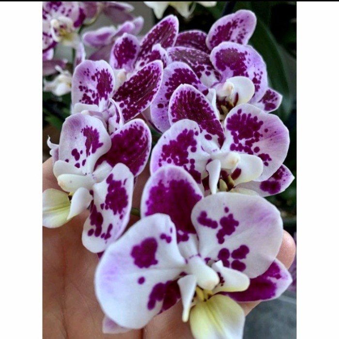 Tanaman Anggrek bulan Batik Ungu Dewasa siap Berbunga