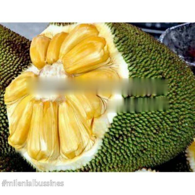 Bibit Nangka Madu cepat berbuah