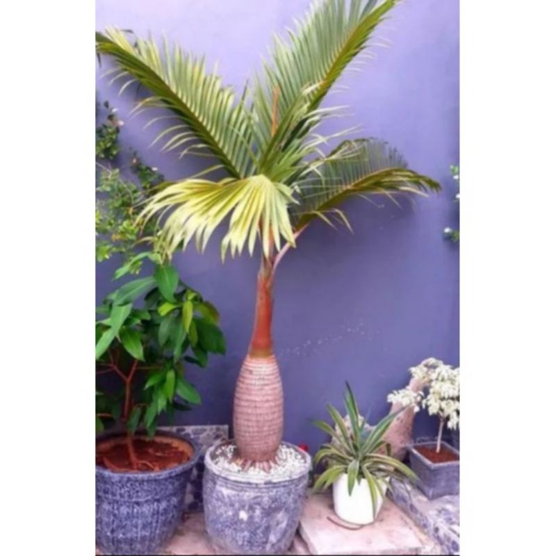 Tanaman Hias Palem Botol - Bibit Pohon Palem Botol - Tanaman hias outdoor Palem Botol - palm botol