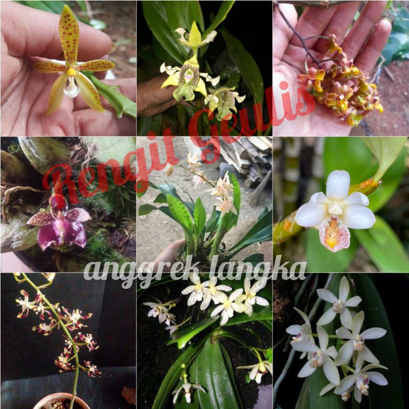 COD paket anggrek langka spesies hutan /9 jenis