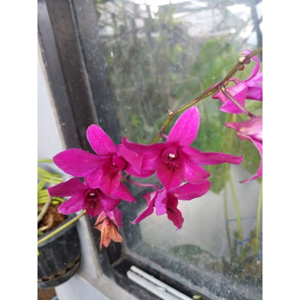 Anggrek spesies Dendrobium Bantimurung / Bantimurum Dewasa