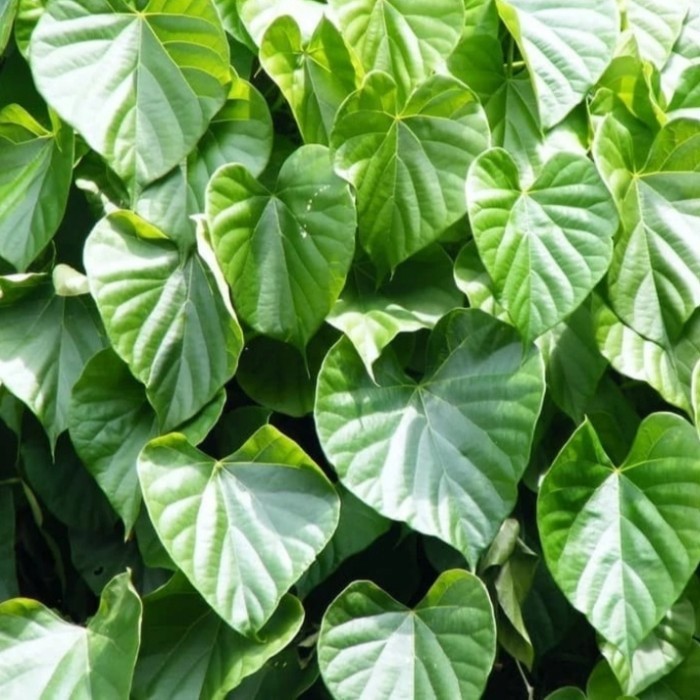 

daun brotowali 100gram