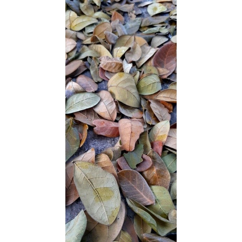 

daun pala kring