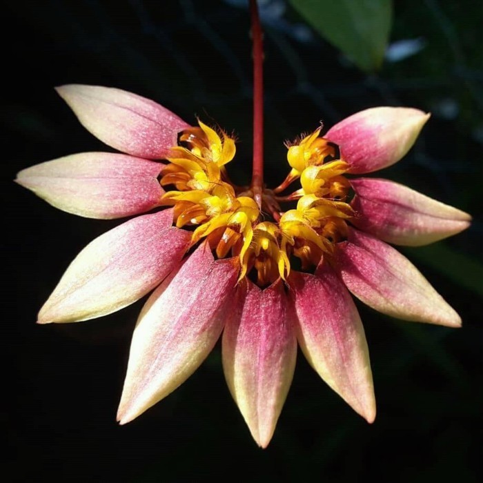 BUMI ORCHIDS Bulbophyllum lepidum - Foresta Anggrek Bulbo Species Tanaman Hias