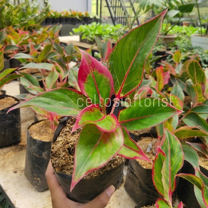 Tanaman Hias Aglonema Lipstik Siam Aurora - Besar