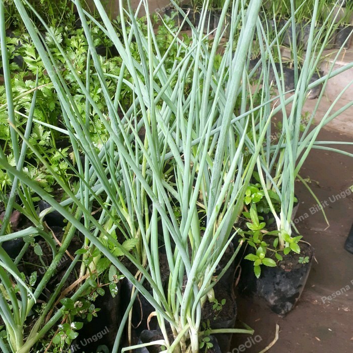 Bibit Tanaman Daun Bawang Prei Sayur/ Daun Bawang Bakung